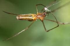 Tetragnatha montana