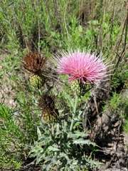 Cirsium ochrocentrum martinii