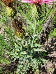 Cirsium ochrocentrum martinii
