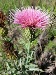 Cirsium ochrocentrum martinii