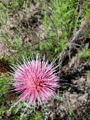 Cirsium ochrocentrum martinii