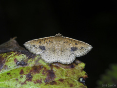 Striglina mediofascia