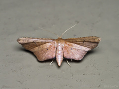 Picrostomastis subrosealis