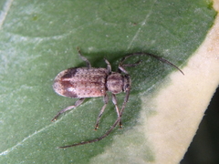 Exocentrus punctipennis