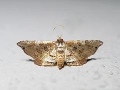 Collinsa commanotata