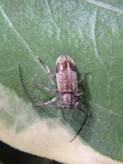 Exocentrus punctipennis