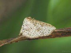 Epaena
