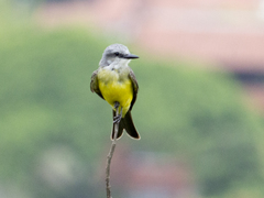 Tyrannus melancholicus