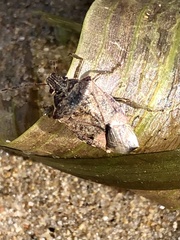 Podisus serieventris