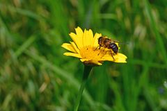 Eristalis tenax
