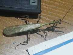 Vates pectinata