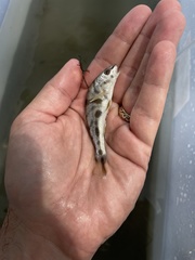 Menticirrhus saxatilis