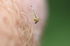 Chironomus