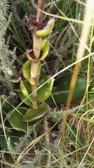 Crassula capitella nodulosa