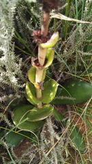 Crassula capitella nodulosa