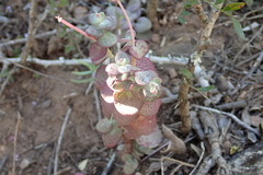 Crassula cordata