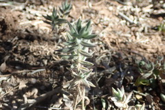 Crassula mesembryanthoides