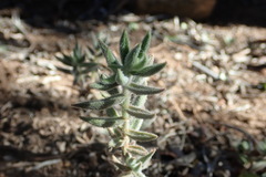 Crassula mesembryanthoides