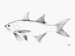 Littlescale Threadfin photo 3