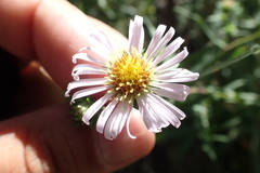 Symphyotrichum bracteolatum