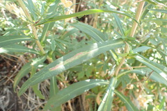 Symphyotrichum bracteolatum