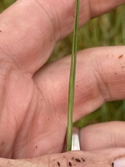 Rhynchospora gracilenta