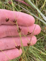 Rhynchospora gracilenta