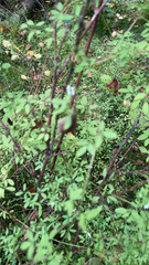 Ceratocapnos claviculata