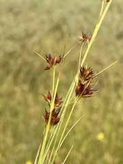 Rhynchospora gracilenta