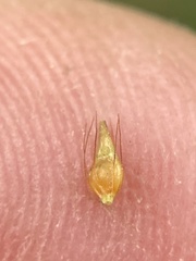 Rhynchospora gracilenta