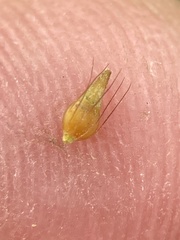 Rhynchospora gracilenta