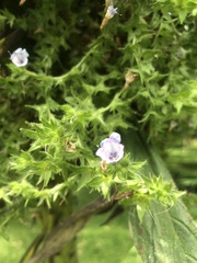 Echium pininana