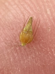 Rhynchospora gracilenta