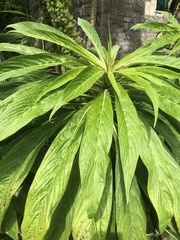 Echium pininana