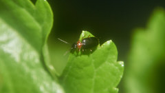 Pentagonica daimiella