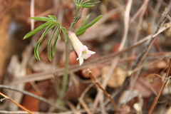 Adenia wilmsii
