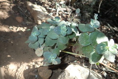 Crassula cordata