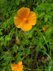 Eschscholzia californica californica