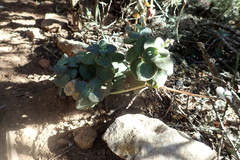 Crassula cordata