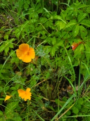 Eschscholzia californica californica