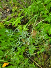 Eschscholzia californica californica