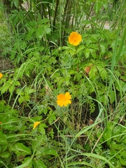 Eschscholzia californica californica