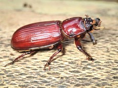 Aulacocyclus edentulus