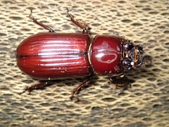 Aulacocyclus edentulus