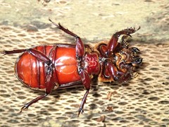 Aulacocyclus edentulus