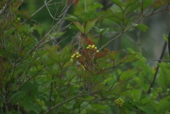 Viburnum opulus americanum
