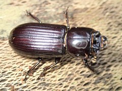 Aulacocyclus edentulus
