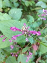 Stachys chamissonis cooleyae