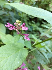 Stachys chamissonis cooleyae