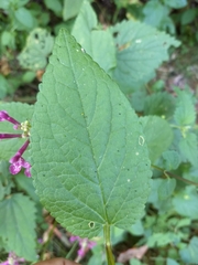 Stachys chamissonis cooleyae